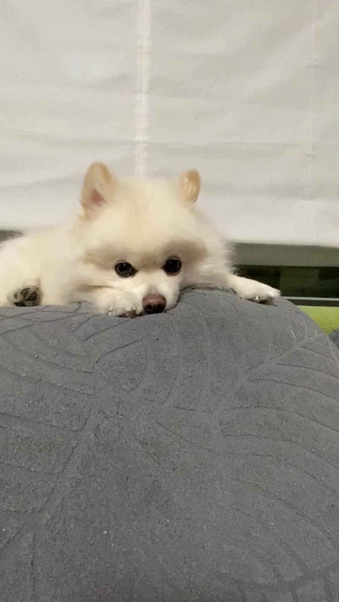 いじける犬