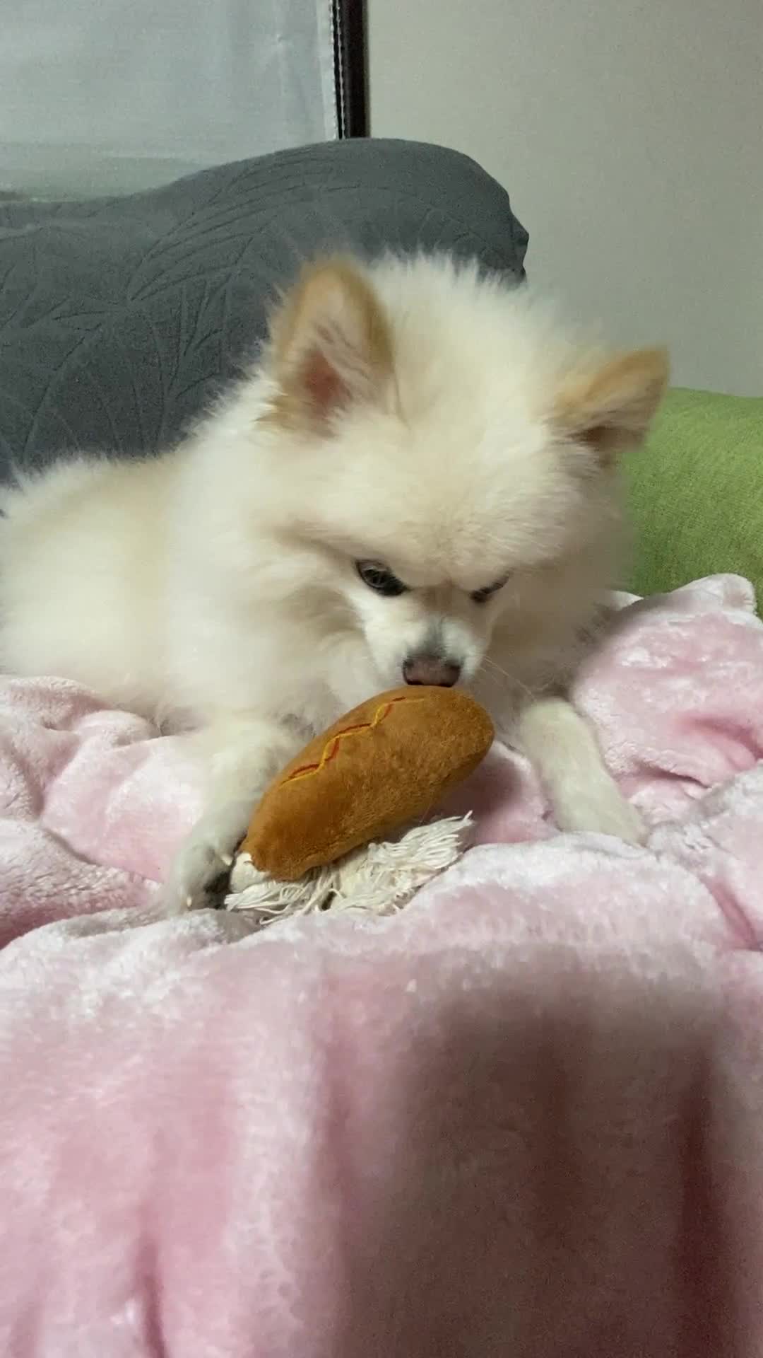 おもちゃで遊ぶ犬