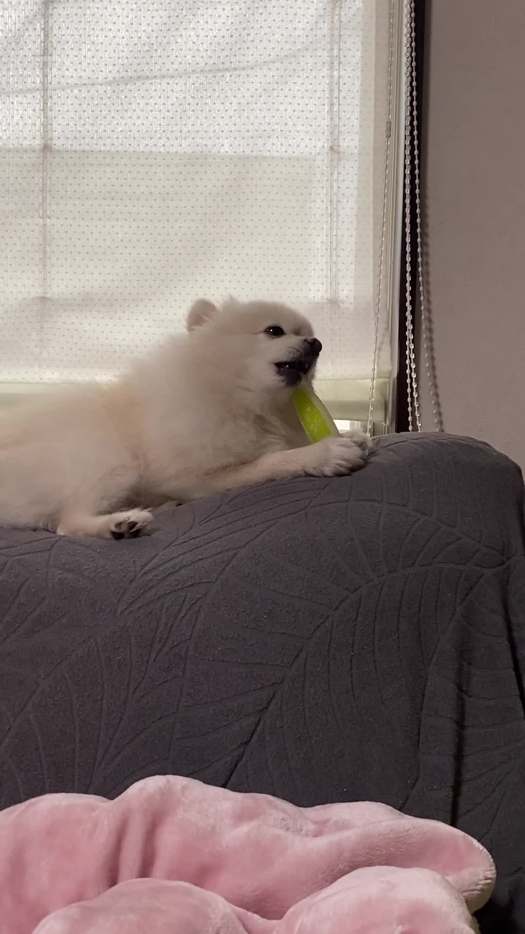 おもちゃを噛む犬