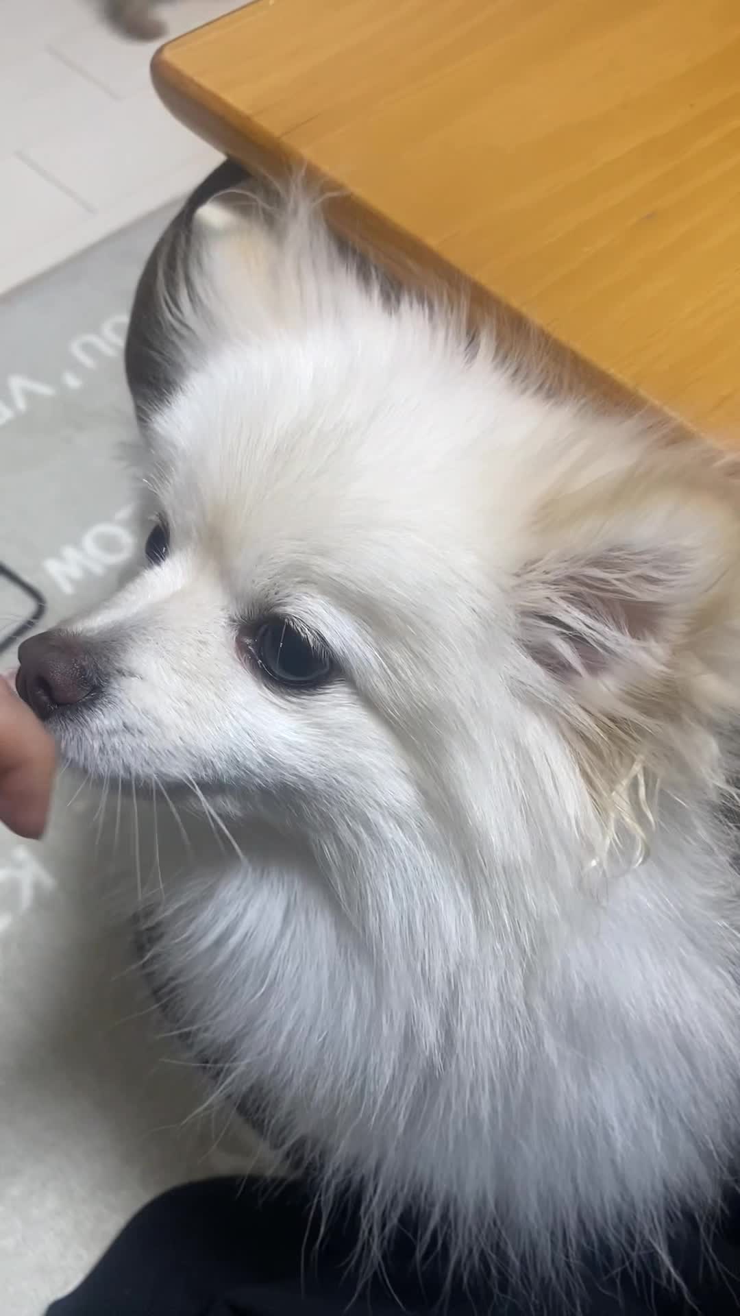 こたつから顔出す犬