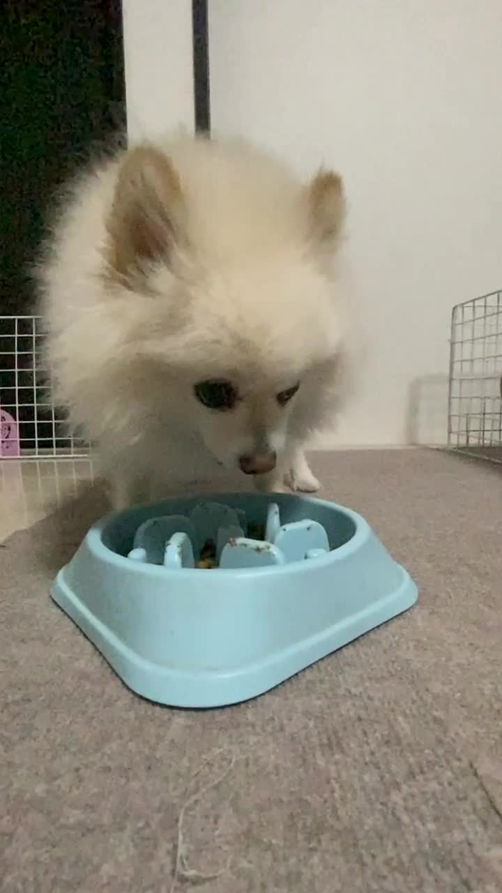 ご飯を食べる犬