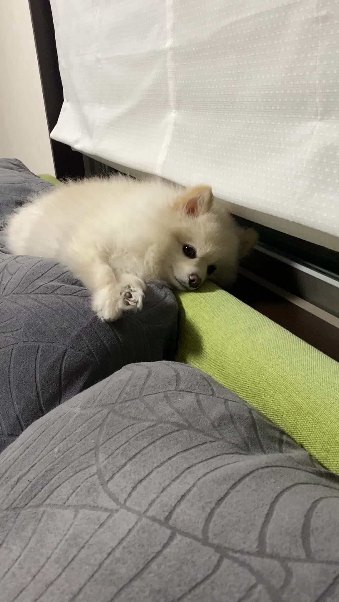 ソファに寝転がる犬