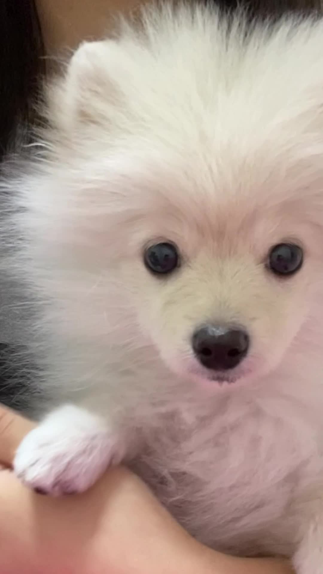 ドアップの犬