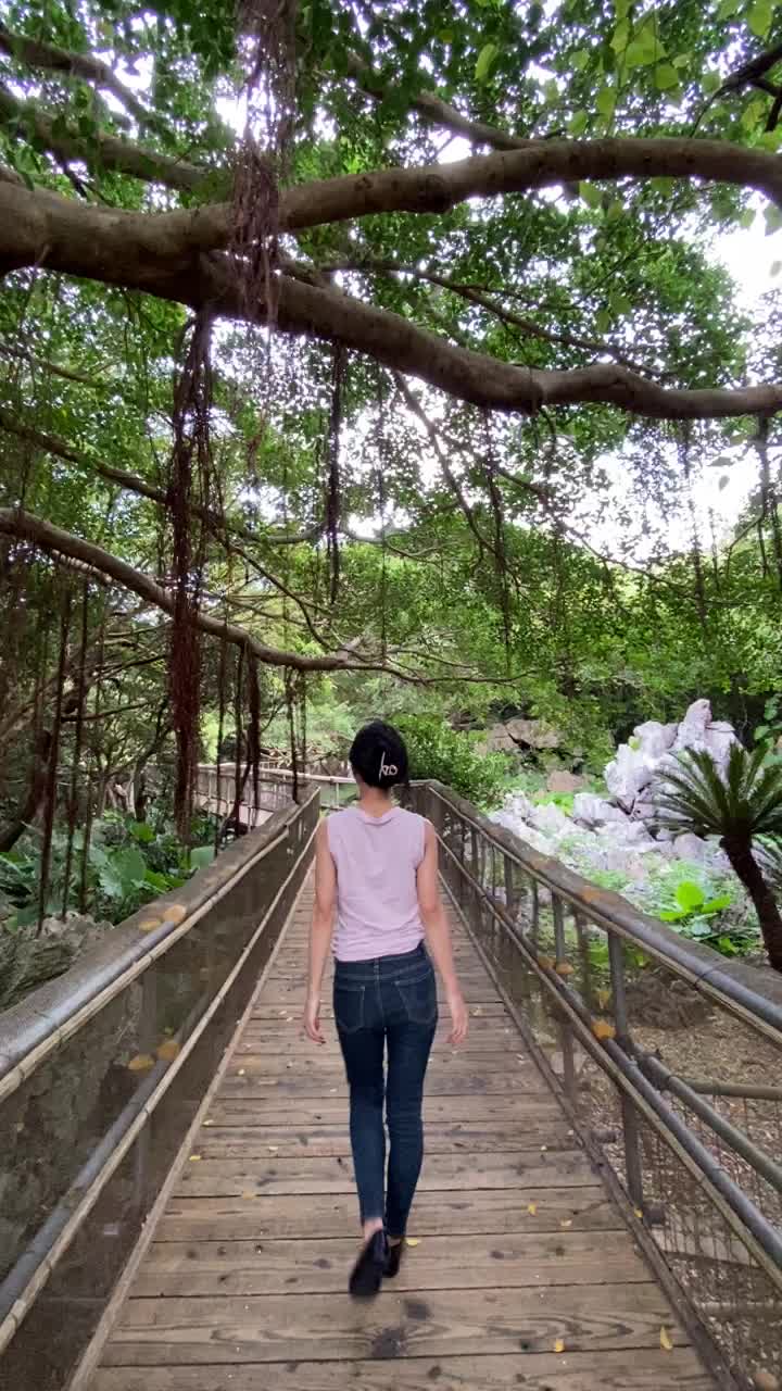 沖縄の森林