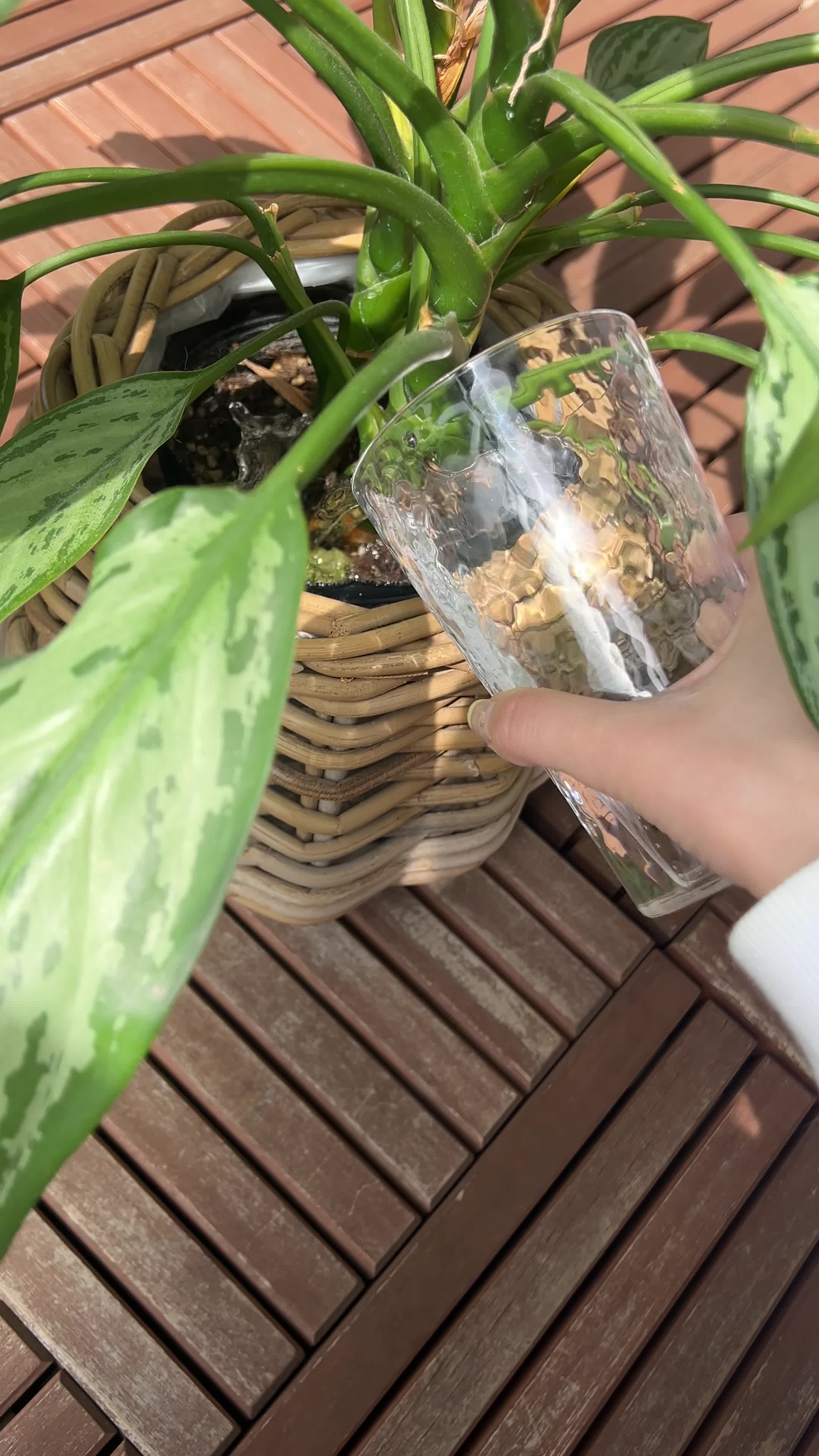 ベランダで植物に水をあげる手元