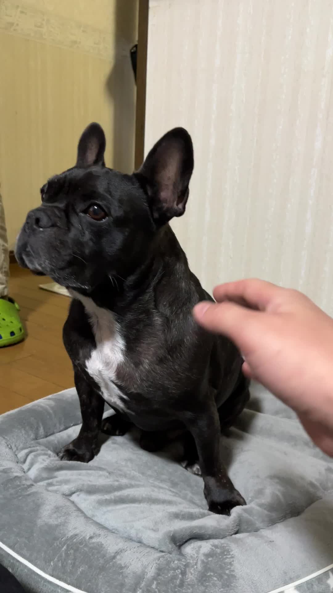 おてかぶと