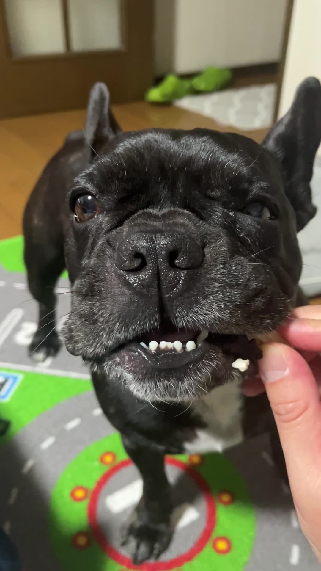 おやつを食べさせてもらうかぶと