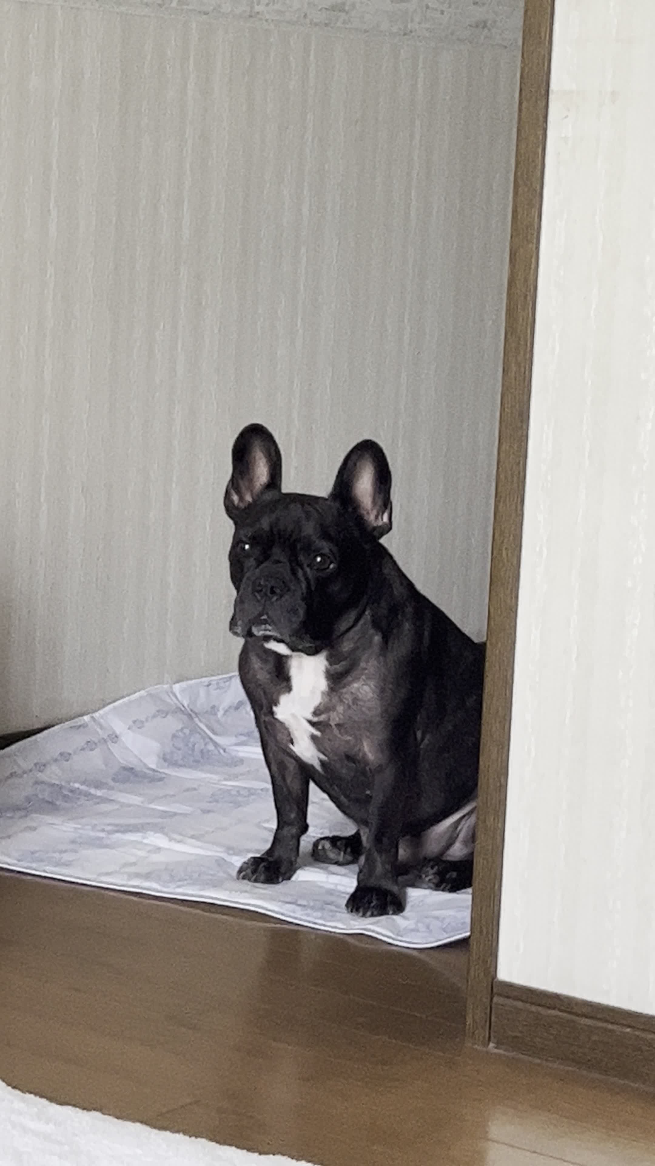 ボーってするかぶと
