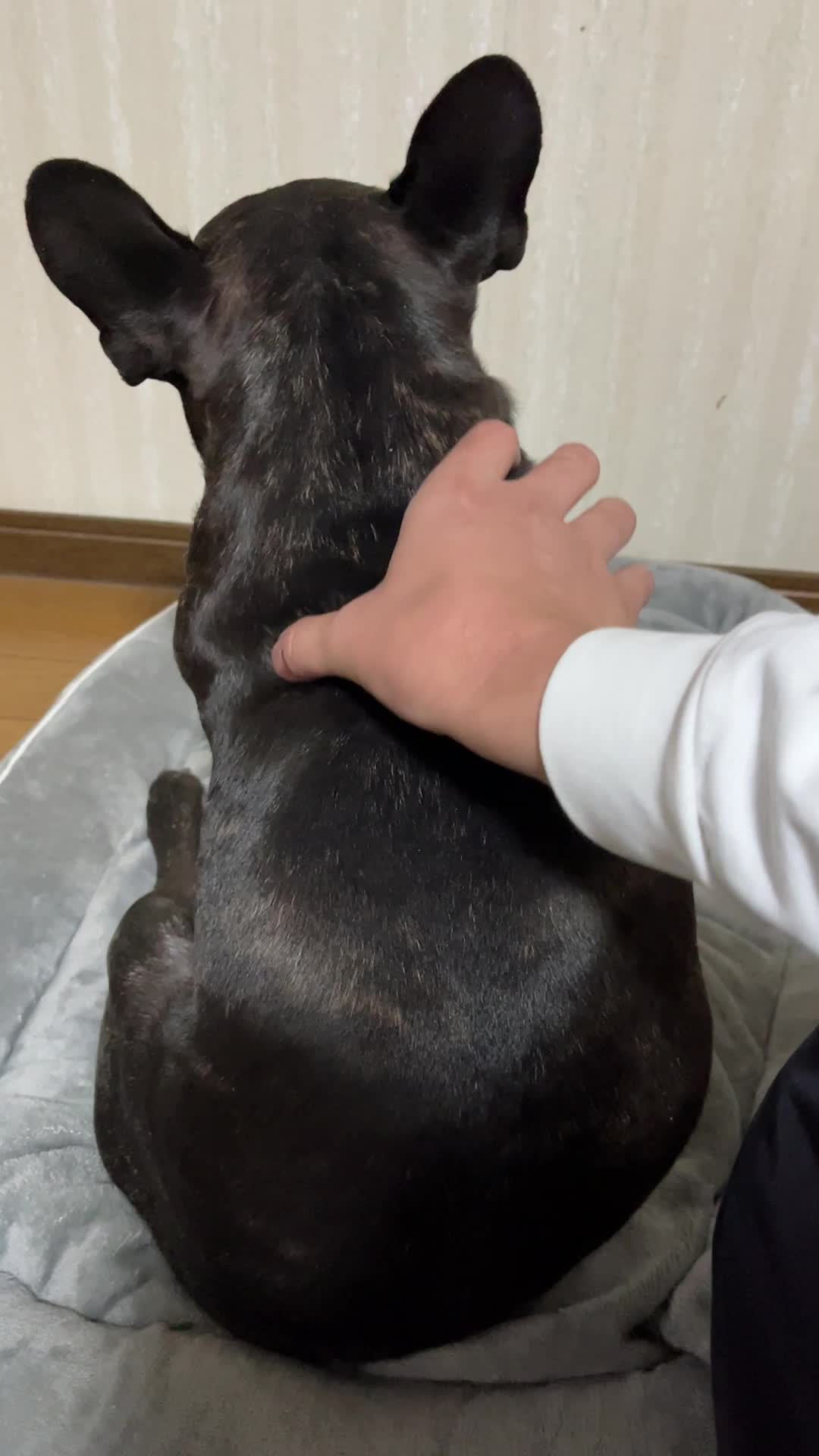 マッサージされるカブト