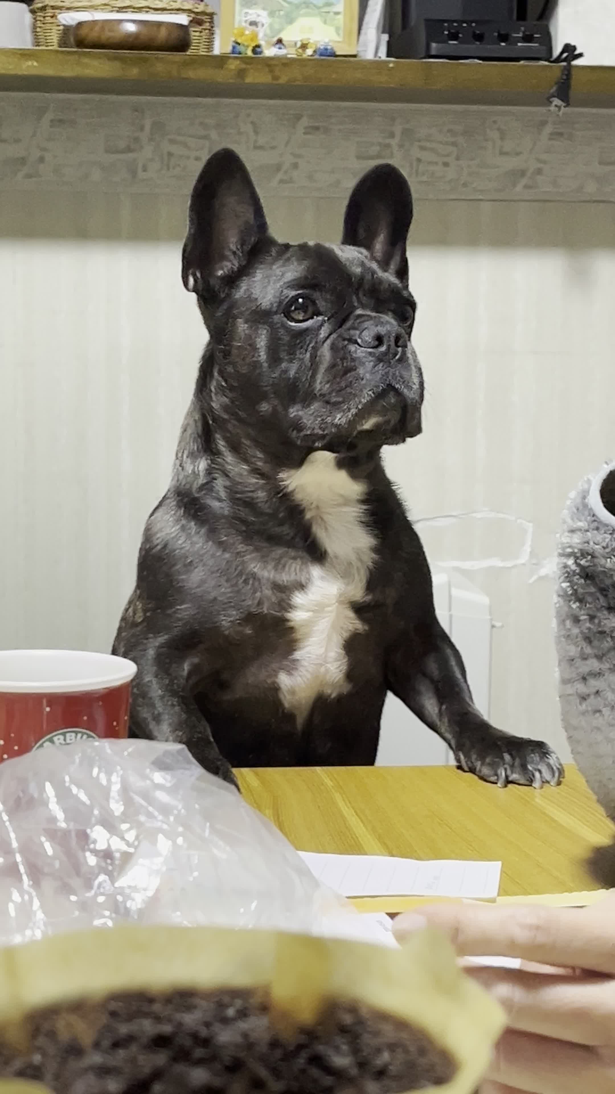何かを欲しがるかぶと