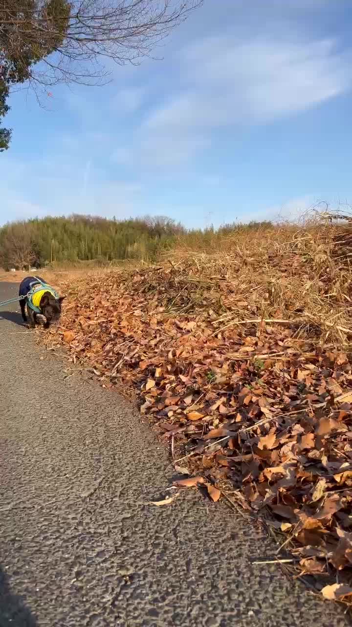 枯葉を踏んでいくカブト