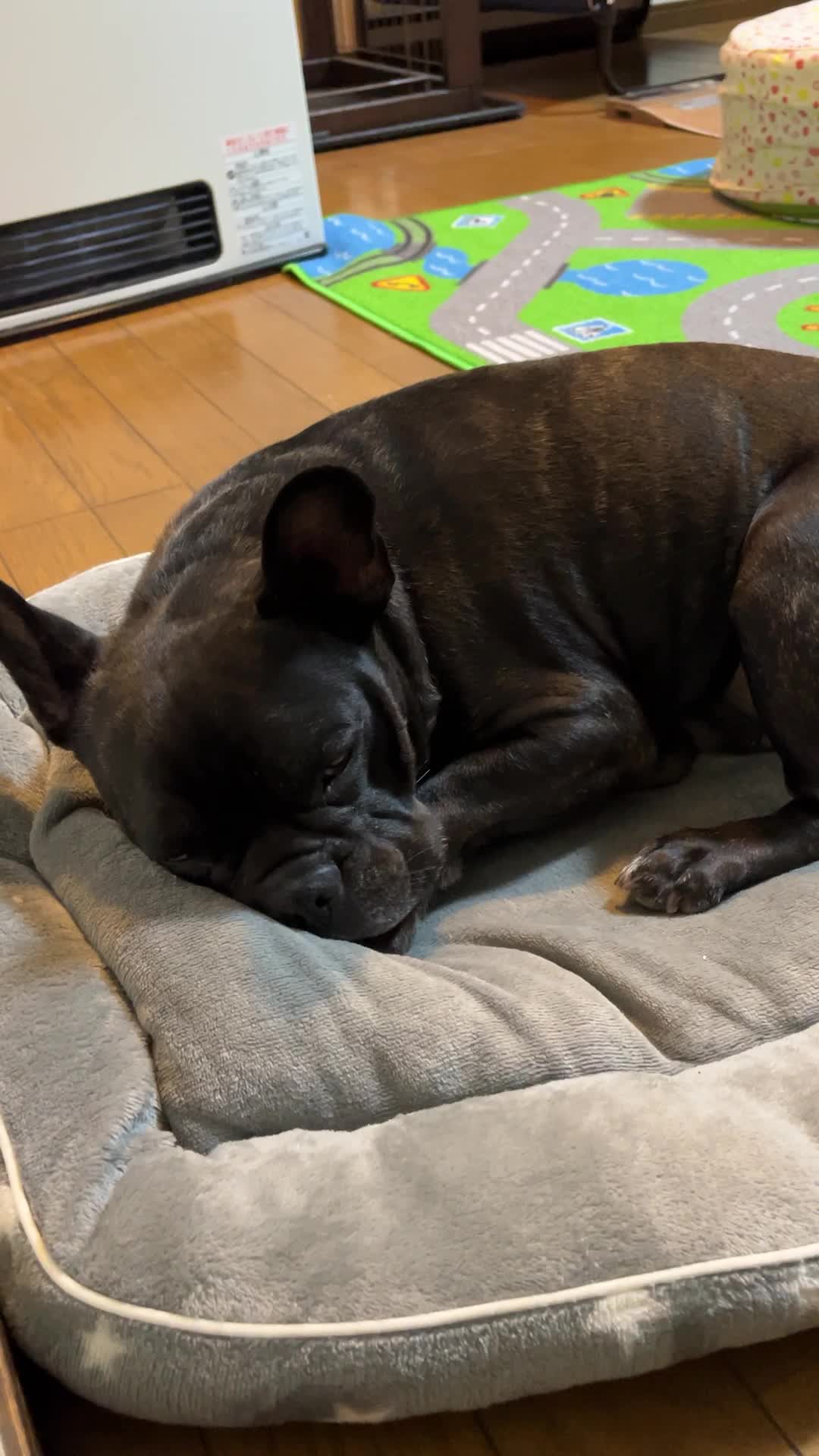 寝てる犬