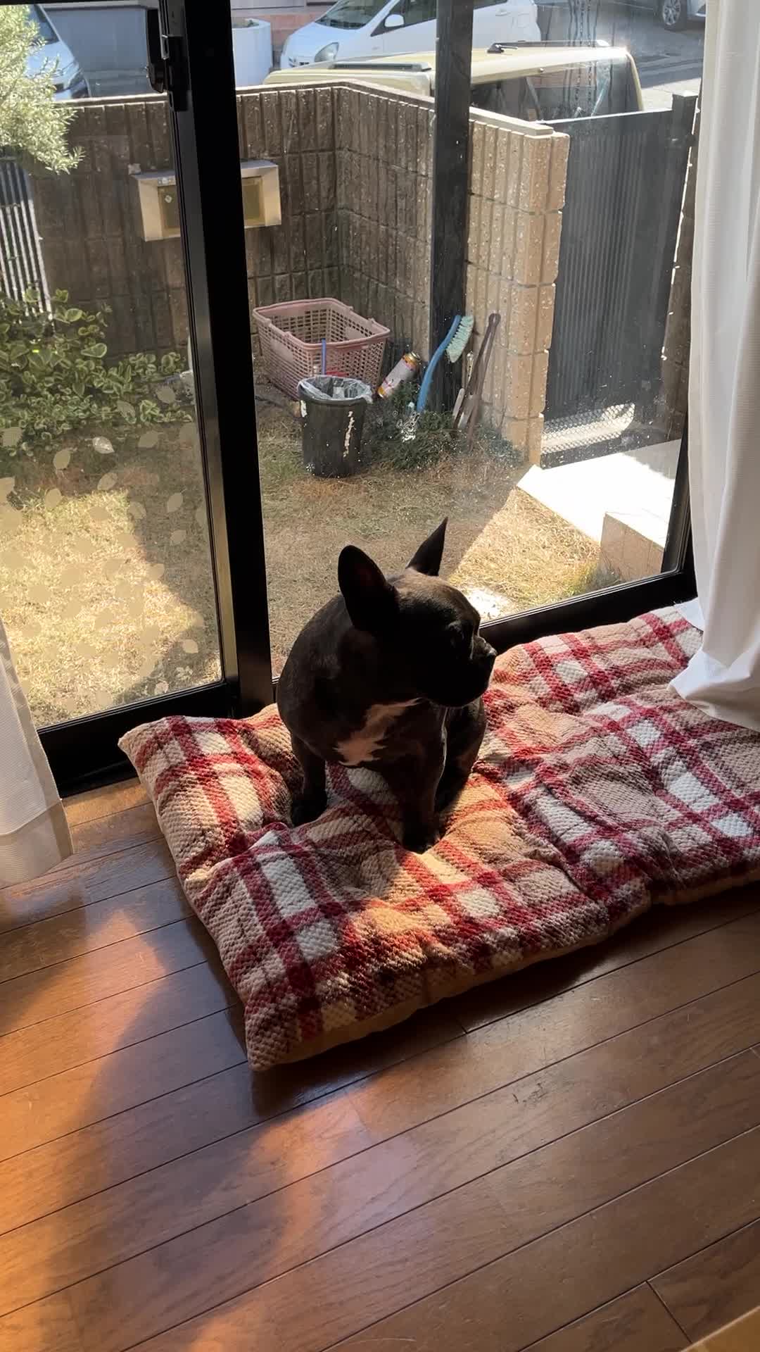 日向ぼっこかぶと