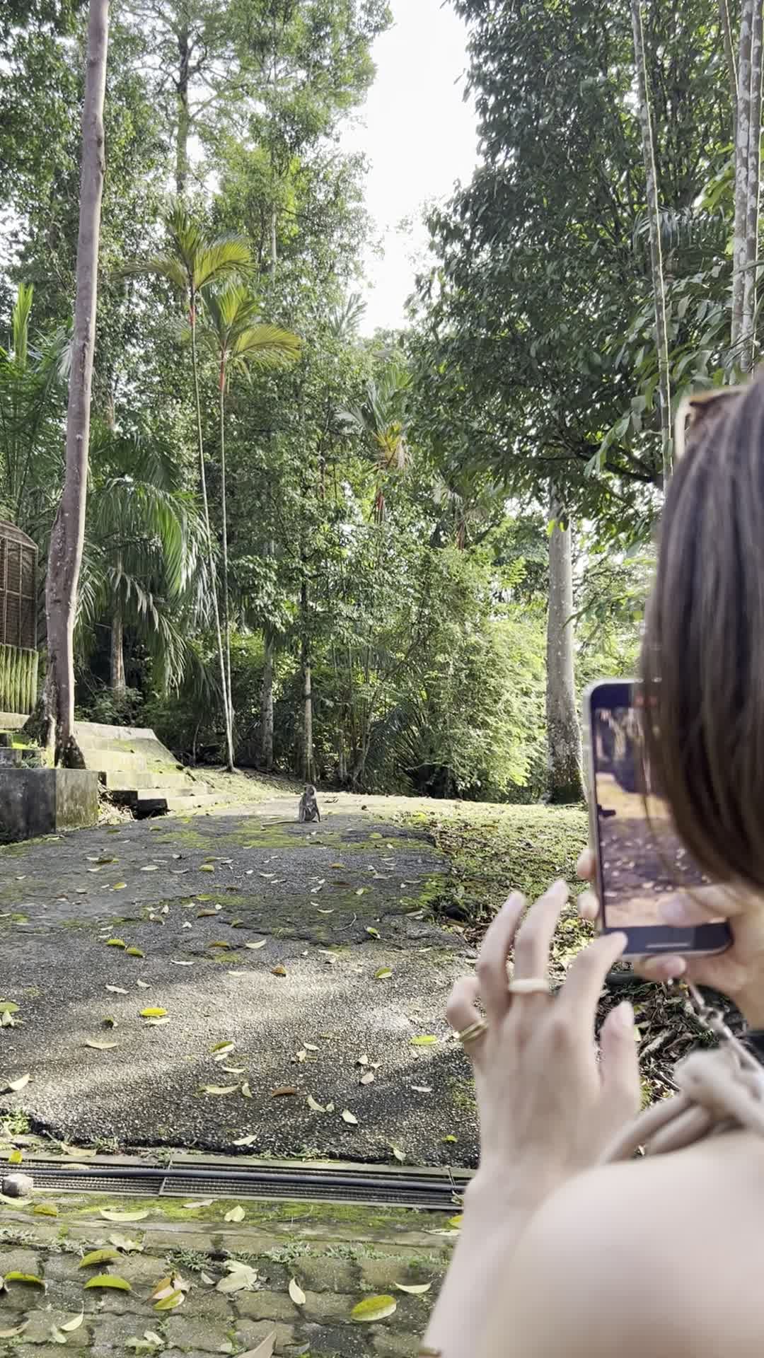 猿をカメラに収める様子