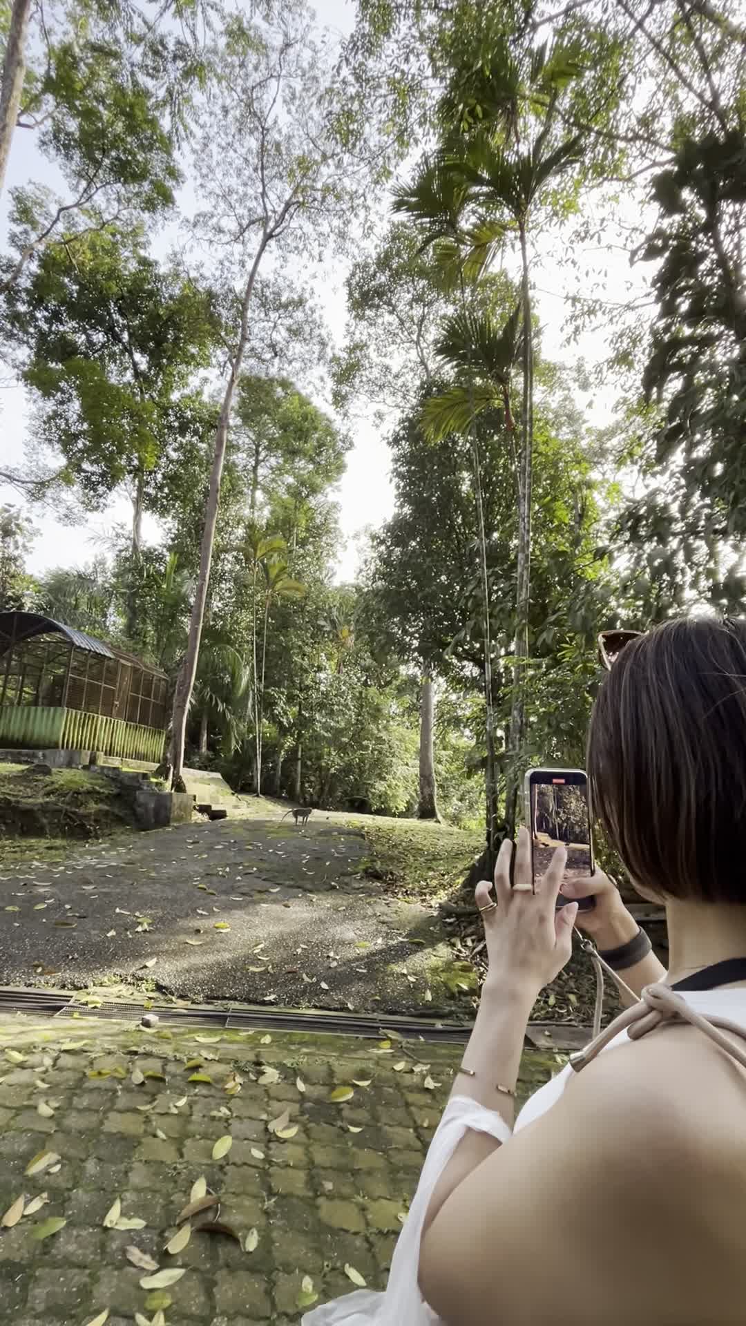 猿を撮影する様子