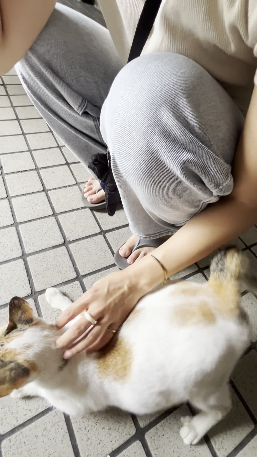 猫をなでる様子