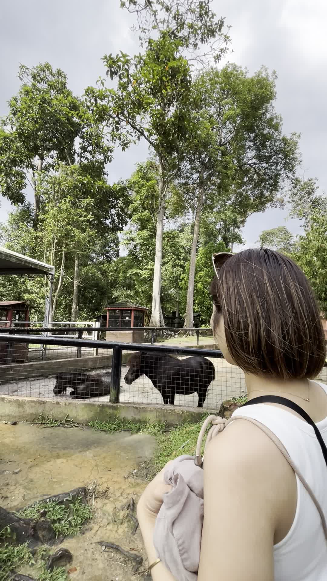 馬を眺める様子