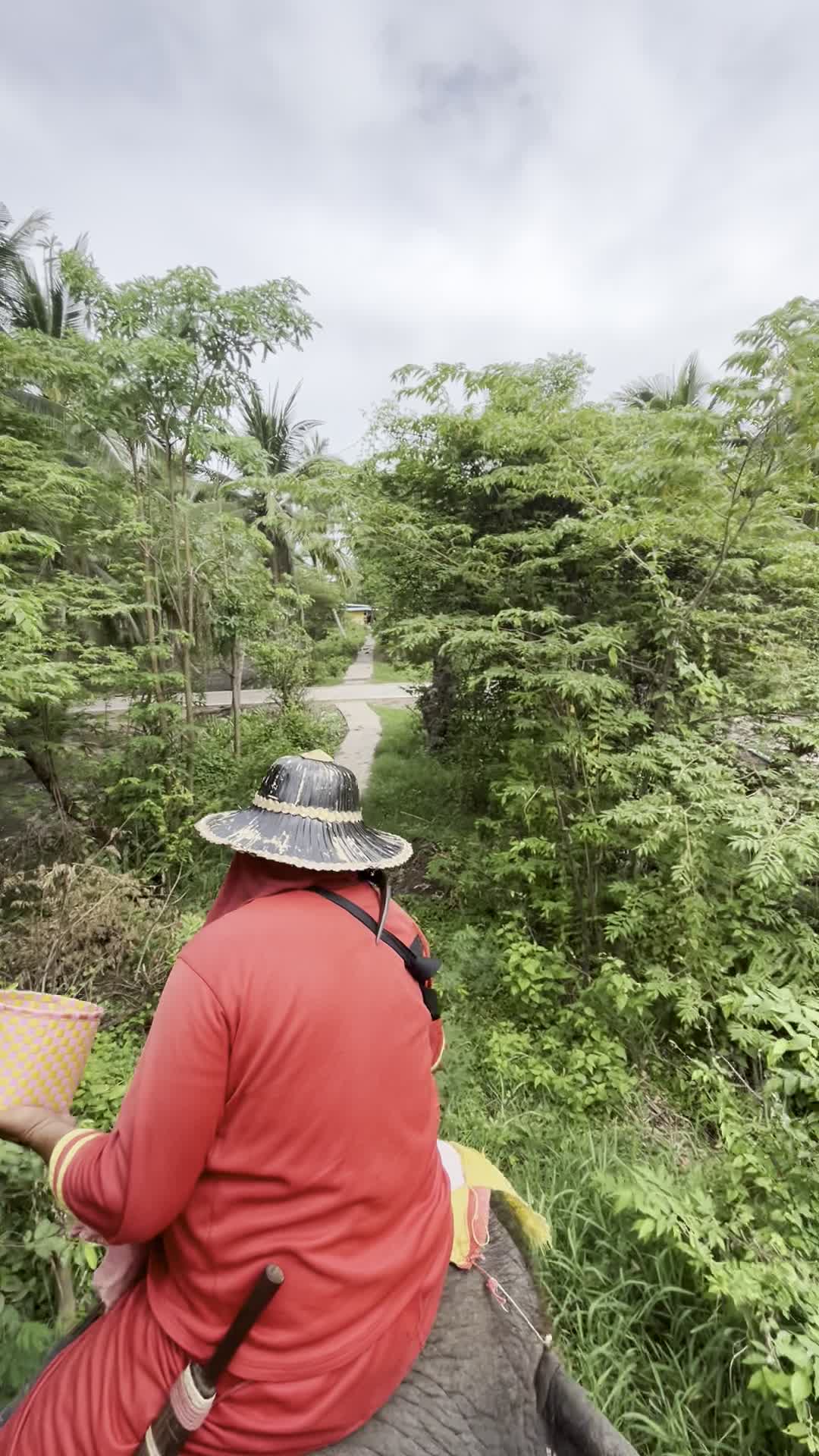 象に乗った目線（象乗り中）