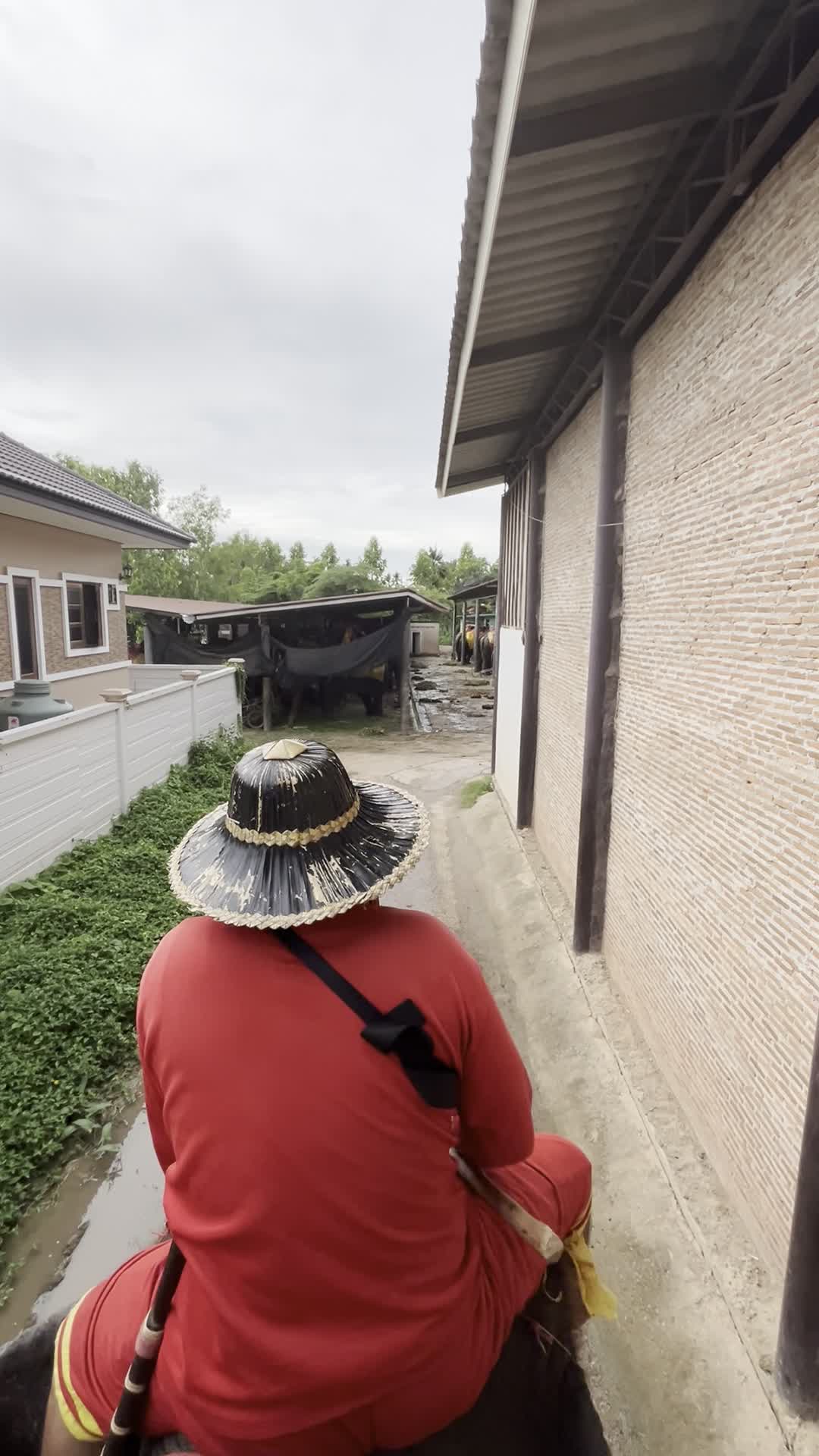 象のおうちに到着（象乗り中）