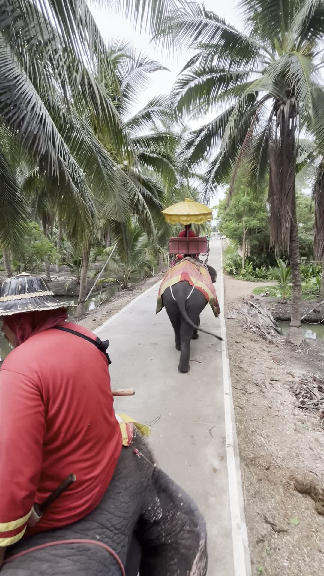 他の象の後をついていく様子（象乗り中）