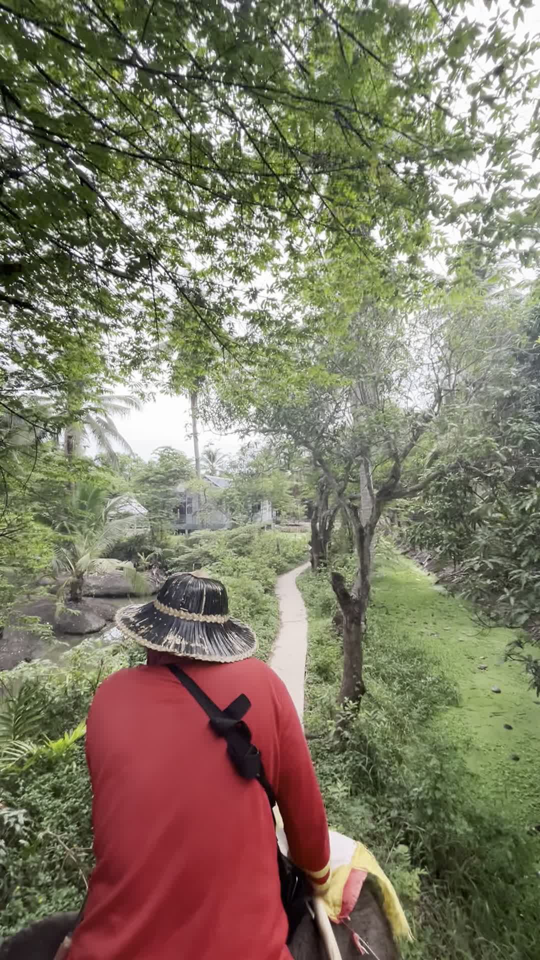 象の上からの景色（象乗り中）